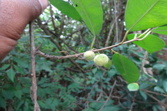 Plecospermum spinosum